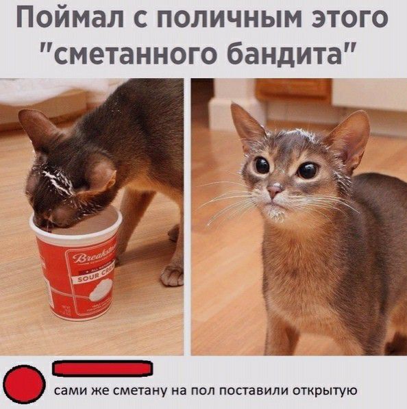 Поймал с поличным этого сметанного бандита сами же сметану на пол поставили открытую