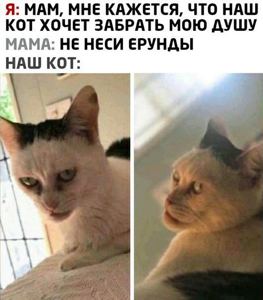 Я МАМ МНЕ КАЖЕТСЯ ЧТО НАШ КОТ ХОЧЕТ ЗАБРАТЬ МОЮ ДУШУ МАМА НЕ НЕСИ ЕРУНДЫ НАШ КОТ