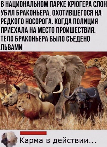 В НАЦИОНАЛЬНОМ ПАРКЕ КРЮГЕРА ОПОН УБИП БРАКОНЬЕРА ОХОТИВШЕГООН НА РЕДКОГО НОООРОГА КОГДА ПОЛИЦИЯ ПРИЕХАЛА НА МЕСТО ПРОИШЕОТВИЯ ТЕЛО БРАКОНЬЕРА БЫЛО СЪЕДЕНО ЛЬВАМИ Карма в действии