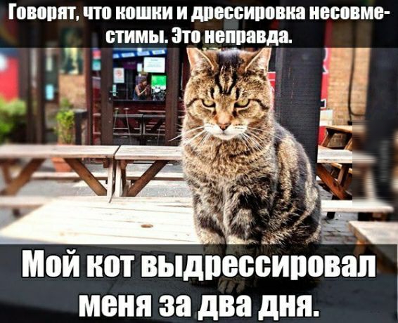 ПШЩПП что кошки И МЕБЕИЩВИЗ несовме стимы Пп неправда Мой нот выдпебёироіап меня за два дня