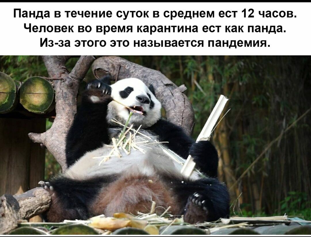 Панда в течение суток в среднем ест 12 часов Человек во время карантина ест как панда Из за этого это называется пандемия