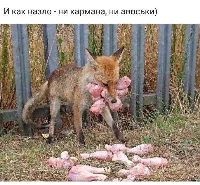 И как назло НИ кармана НИ авоськи