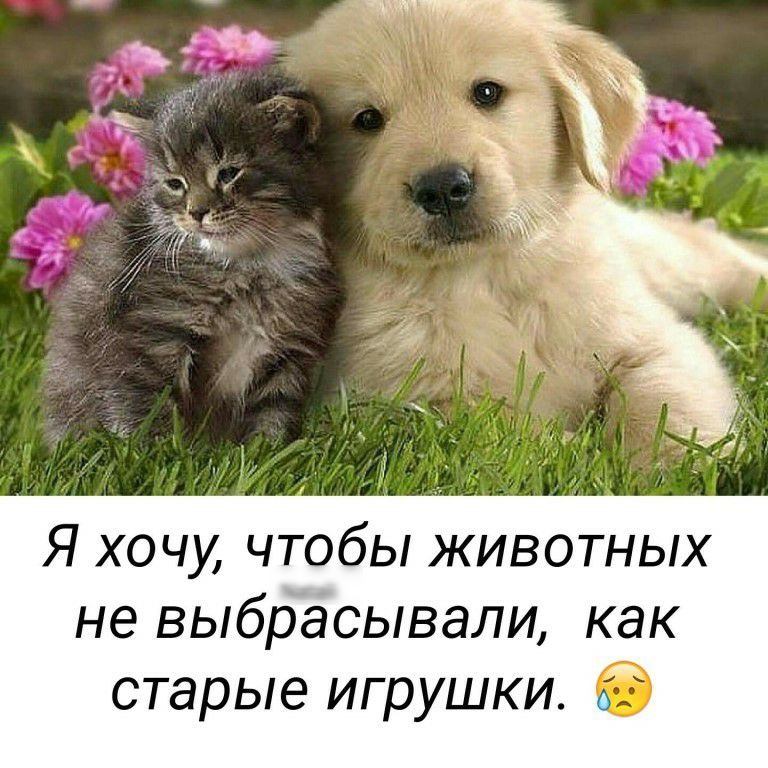Я хочу чтобы животных не выбрасывали как старые игрушки О