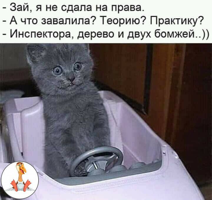 Зай я не сдала на права А что завалила Теорию Практику Инспектора дерево и двух бомжей