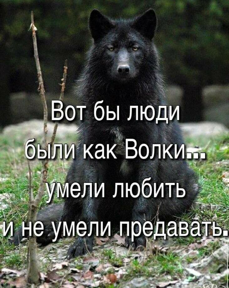 4 _ дредаваы
