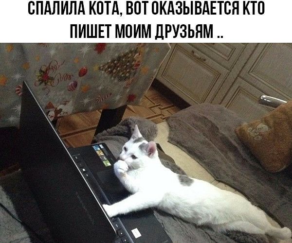 СПАЛИЛА КОТА ВПТ ПКАЗЫВАЕТСЯ КТП ПИШЕТ МОИМ ДРУЗЬЯМ