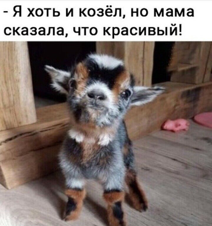 Я хоть и козёл но мама сказала что красивый