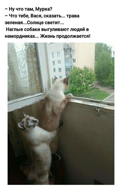Ну что там Мурка Что тебе Вася сказать трава зеленаясолице светит Нагпые собаки выгуливают людей в иамордниках Жизнь продолжается
