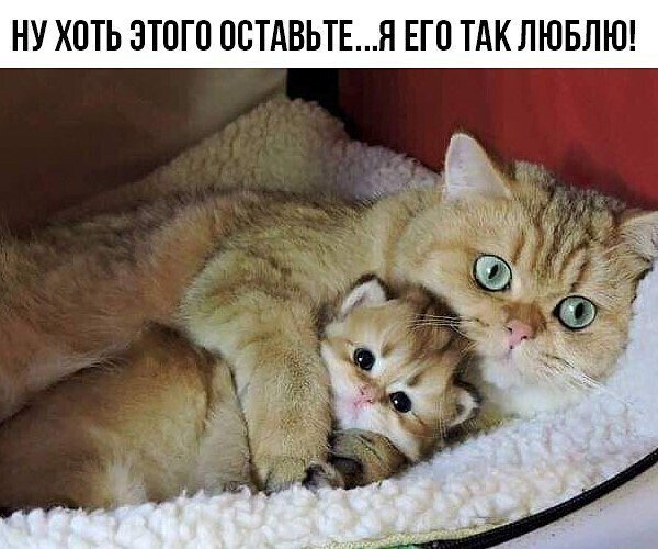 НУ ХОТЬ ЭТОГО ООТАВЬТЕЯ ЕГО ТАК ЛЮБЛЮ