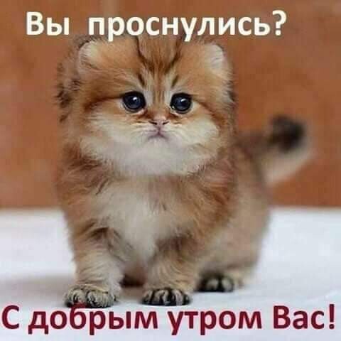 Вы п оснулись зв С до рым утром Вас