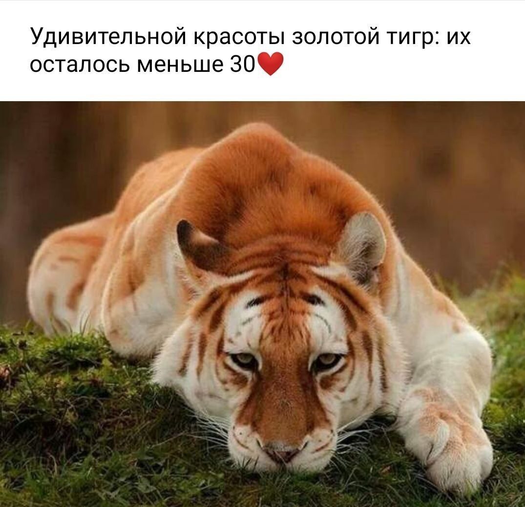 Удивительной красоты золотой тигр их осталось меньше 30