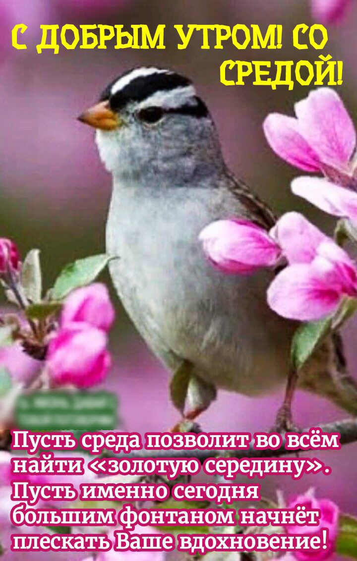 д доврым утромл сс Пусть среда Позволиъвоъсём найти золотую середину Пусть именно сегодня _ бОЛЬШИМ1фОНТ3НОМНаЧНёТ _ о плесёёЁёЁ ЁР ЩЁЁЁИ