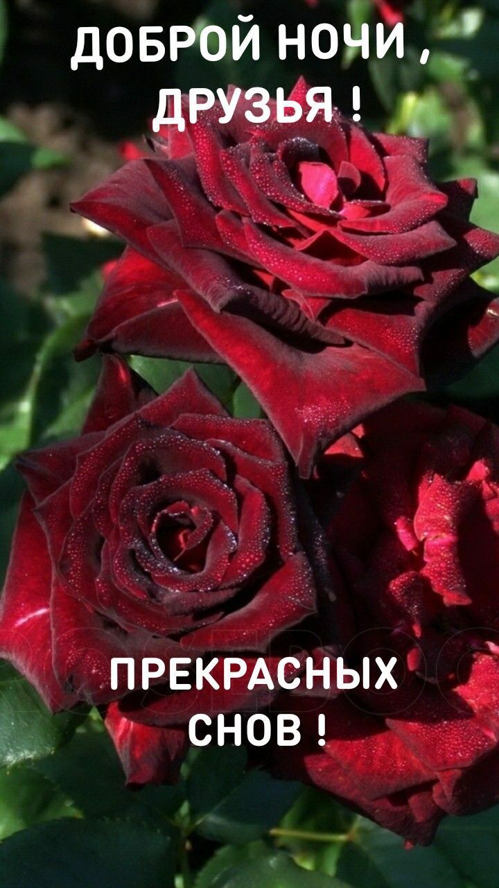 доврой нойи дРУЗЁЯг _ ПРЕКРАСНЫХ СНОВ
