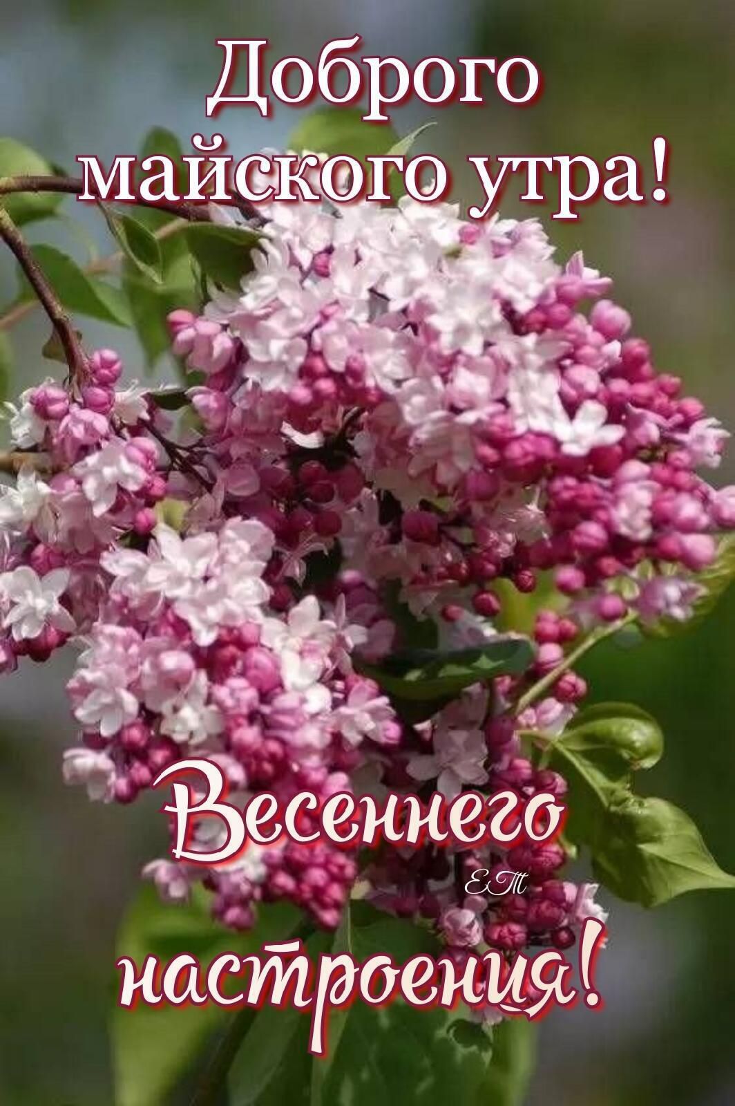 у Дорого Млаи ФКФГ утра