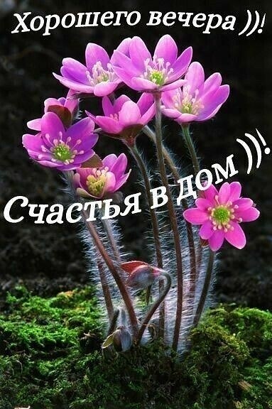 Хорошего вечера _1