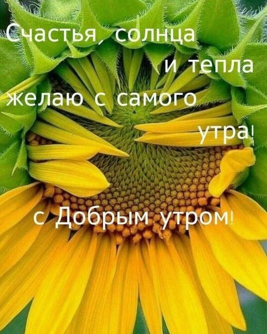 часдья солнца едаю с Самог9 _ ТРЩ с Добрым утра эми