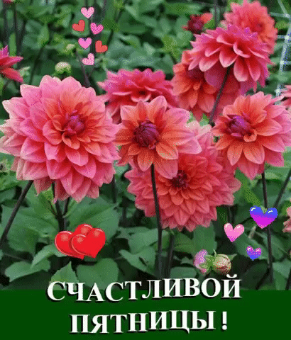 ПЯТНИЦЫ