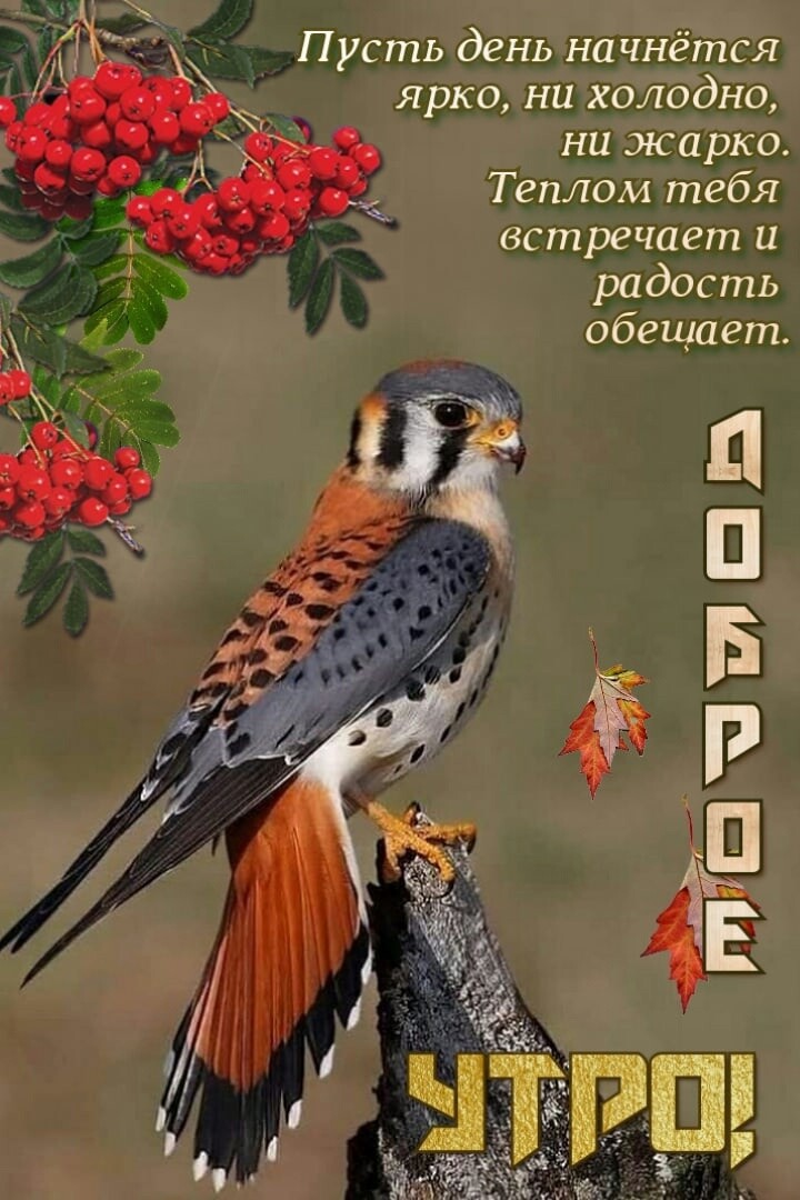 Пусть день начнётся ярко ни холодно ни жарко Теплом тебя встречает и радость обещает гиігпчыпц