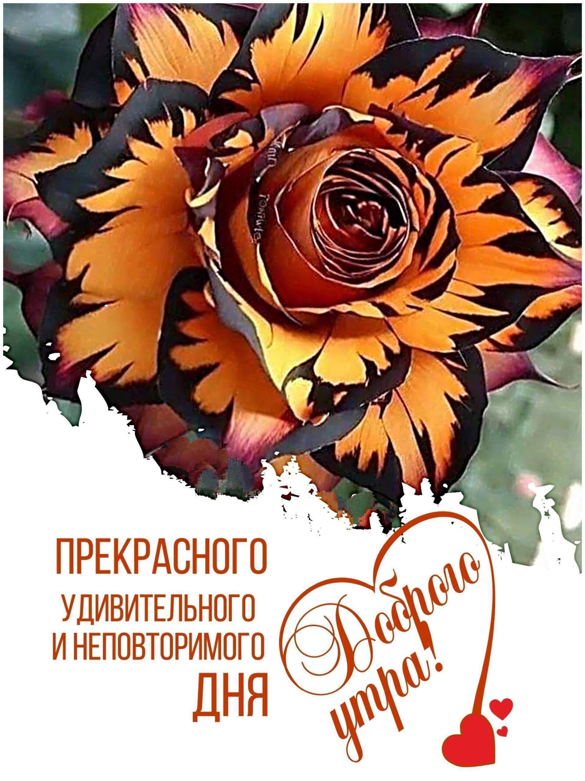 ПРЕКРАСНОГО УДИВИТЕЛЬНОГО И НЕПОВТОРИМОГО ДНЯ
Доброе утро!