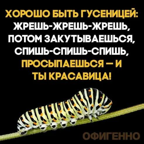 ХОРОШО БЫТЬ ГУОЕНИЦЕЙ ЖРЕШЬ ЖРЕШЬ ЖРЕШЬ ПОТОМ ЗАКУТЫВАЕШЬОЯ ОПИШЬ ОПИШЬ ОПИШЬ ПРОСЫПАЕШЬСЯ И ТЫ КРАСАВИЦАі