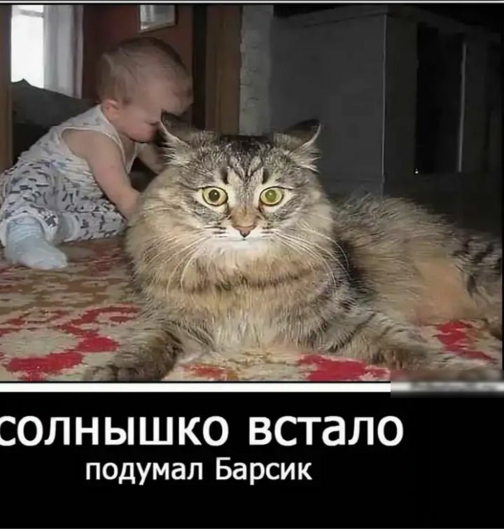 СОЛНЫШКО встало подумал Барсик