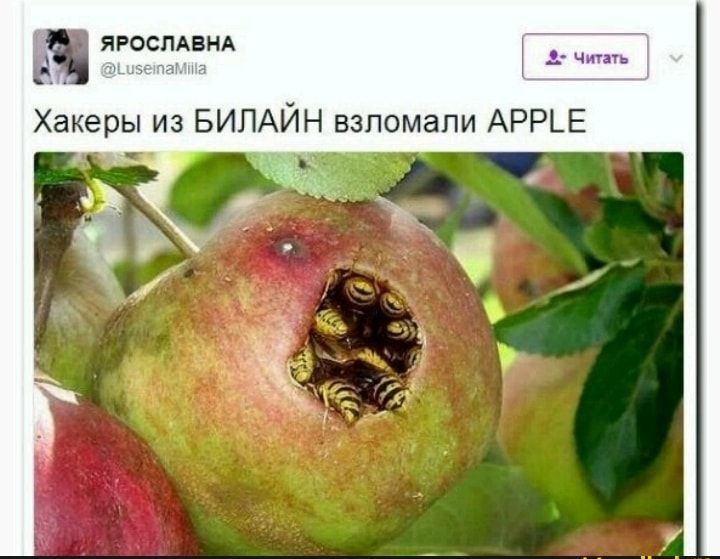 яросмвнд Хакеры из БИЛАЙН взломали АРРЬЕ