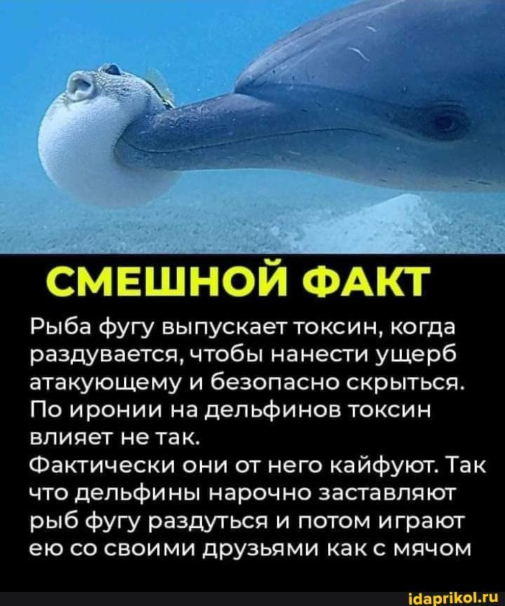 смшнов ФАКТ Рыба фугу выпускает токсин когда раздувается чтобы нанести ущерб атакующему и безопасно скрыться По иронии на дельфинов токсин влияет не так Фактически они от него кайфуют Так что дельфины нарочно заставляют рыб фугу раздуться и потом играют ею со своими друзьями как с мячом Мартини
