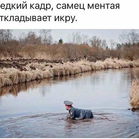 едкий кадр самец ментая ткладывает икру