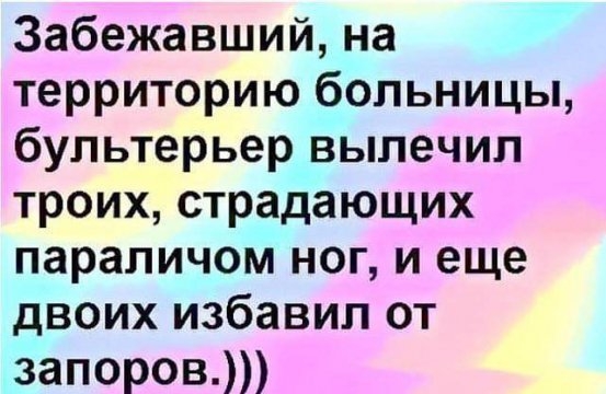 Забежавший на территорию больницы бультерьер вылечил троих страдающих параличом ног и еще двоих избавил от запоров