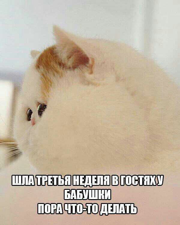 ШШ ШШПЪ