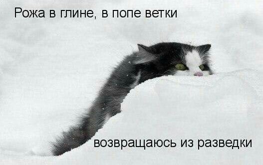Рожа В глине В ПОПЕ ветки возвращаюсь ИЗ разведки