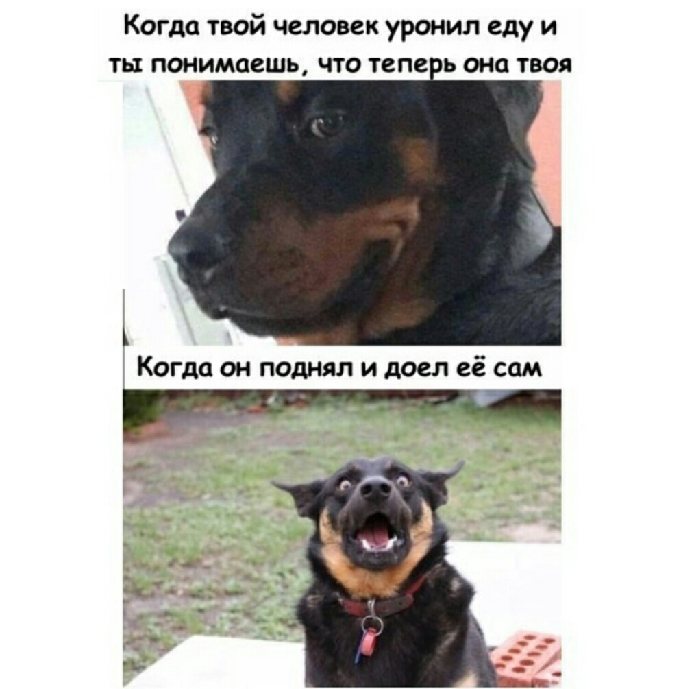 Когда твой человек уронил еду и ты понимаешь что тепе ь она твоя КОГДО ОН поднял И доел её СОМ