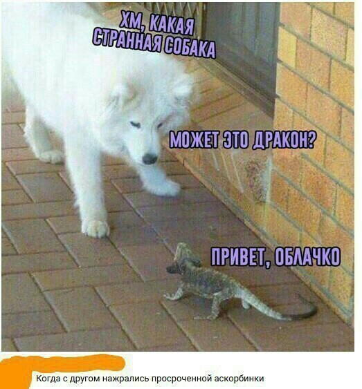 можвт зтп дгдкпнг пгивп пвмчко кагда другим нажрались просроченной аскпрбинки