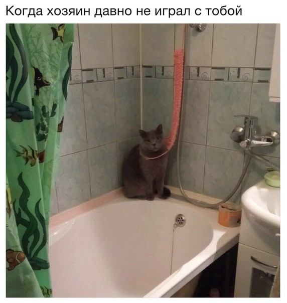 Когда хозяин давно не играл с тобой