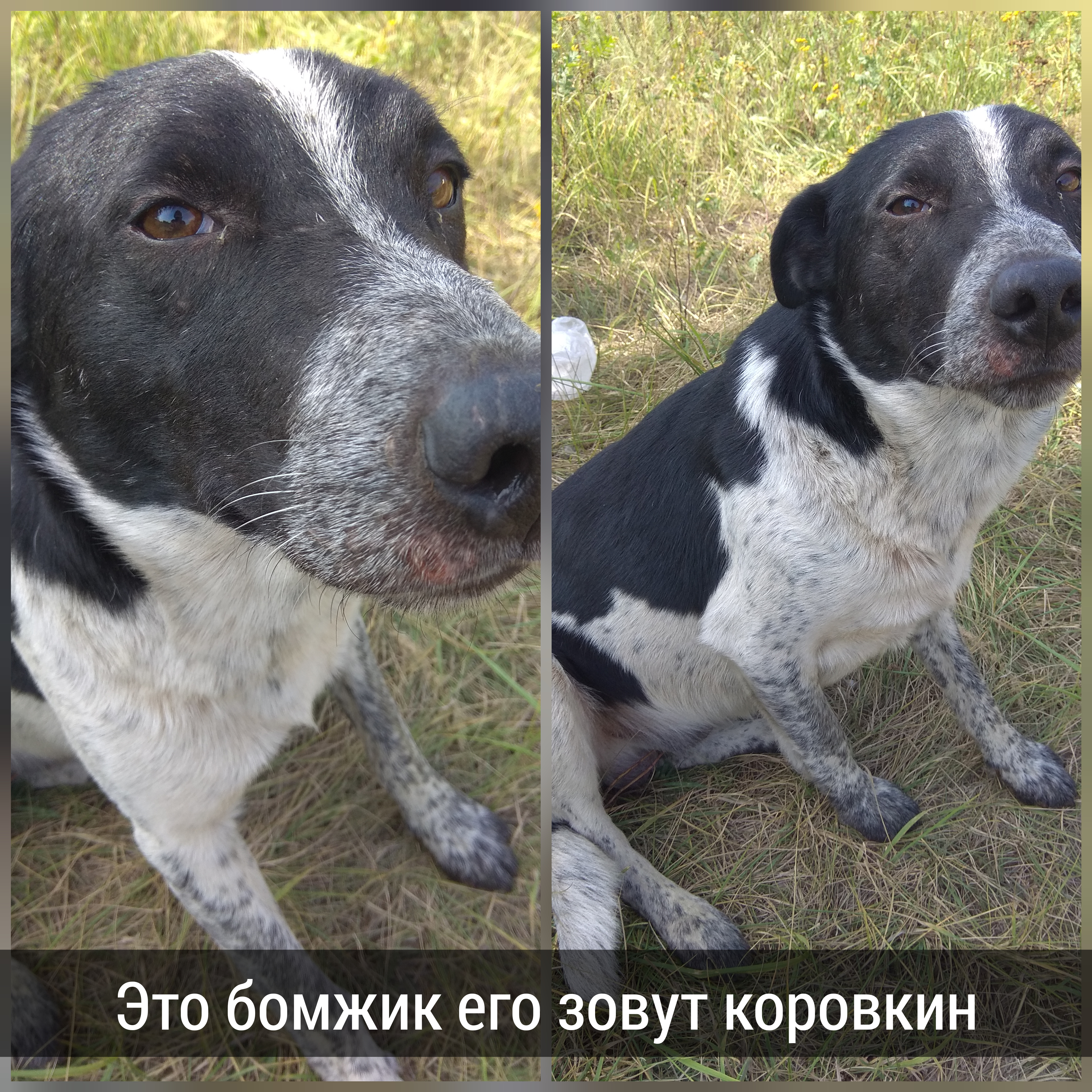 Это бомжик его зовут коровкин