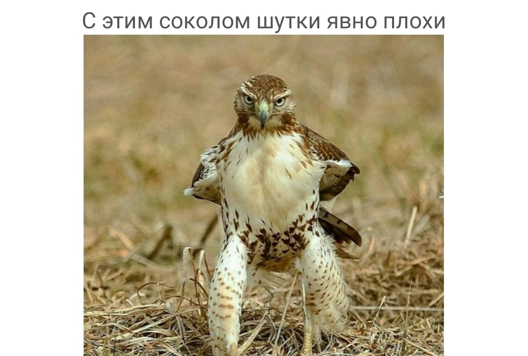 С ЭТИМ СОКОЛОМ ШУТКИ ЯВНО ПЛОХИ