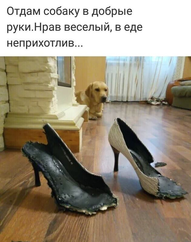 Отдам собаку в добрые рукиНрав веселый в еде неприхотлив