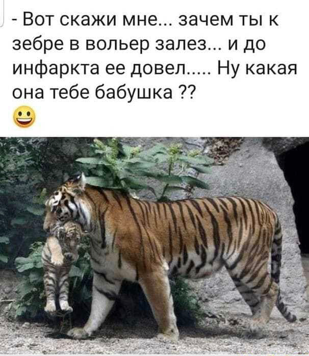 Вот скажи мне зачем ты к зебре в вольер залез и до инфаркта ее довел Ну какая она тебе бабушка