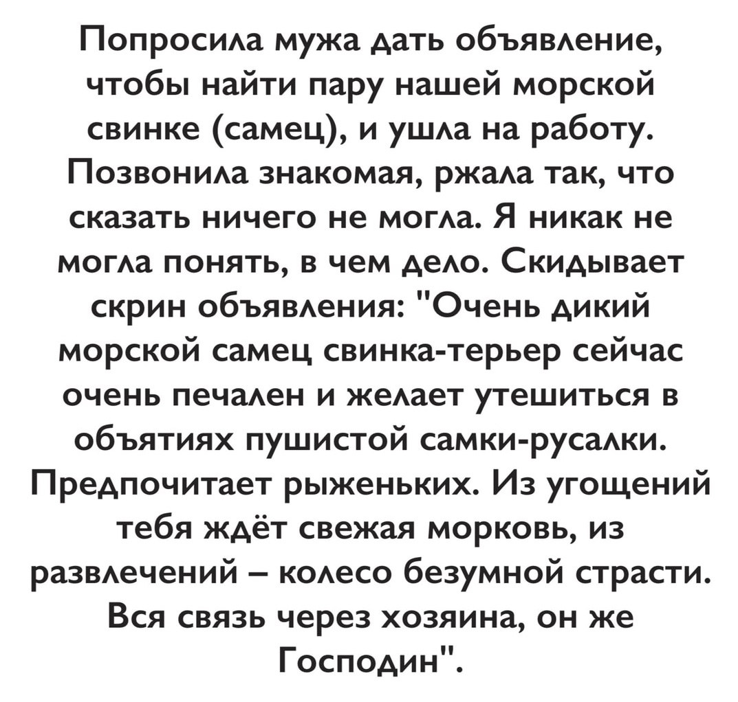 Попросма мужа дать объявюние чтобы найти пару нашей морской свинке самец и уШАа на работу Позвониа знакомая ржаа так что сказать ничего не могАа Я никак не могАа понять в чем деАо Скидывает скрин объявтния Очень дикий морской самец свинка терьер сейчас очень печаюн и жеАает утешиться в объятиях пушистой самки русаАки Предпочитает рыженьких Из угощений тебя ждёт свежая морковь из развечений коесо б