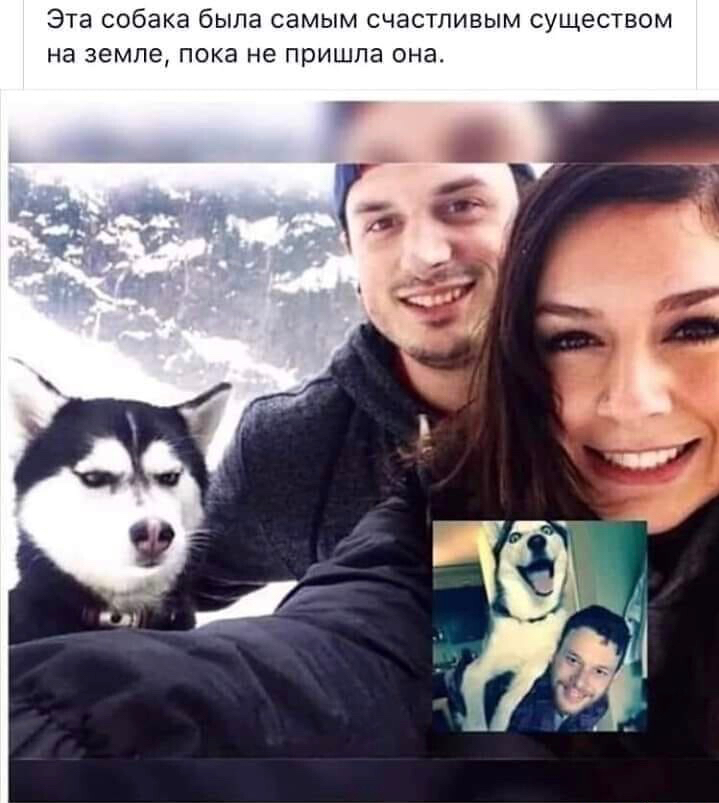 Эта собака была самым счастливым существом на земле пока не пришла она
