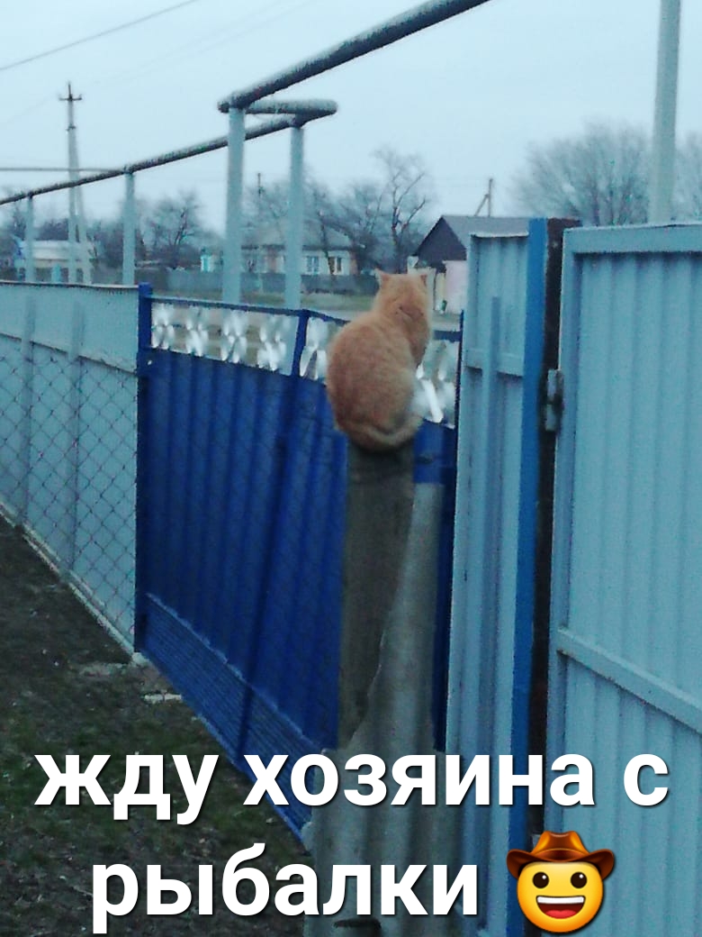 жду хозяИна с рыбалки