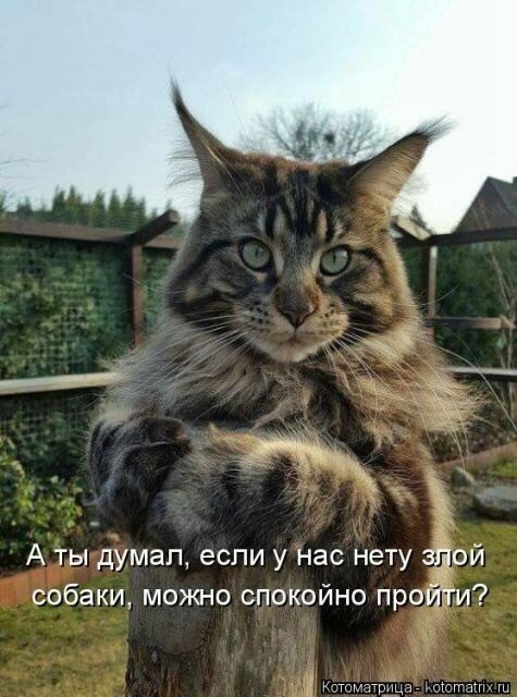 А ты думал если у нас нету этой собаки можно спокойно пройтги