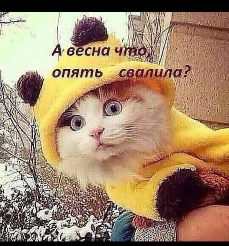 опять свадлила а
