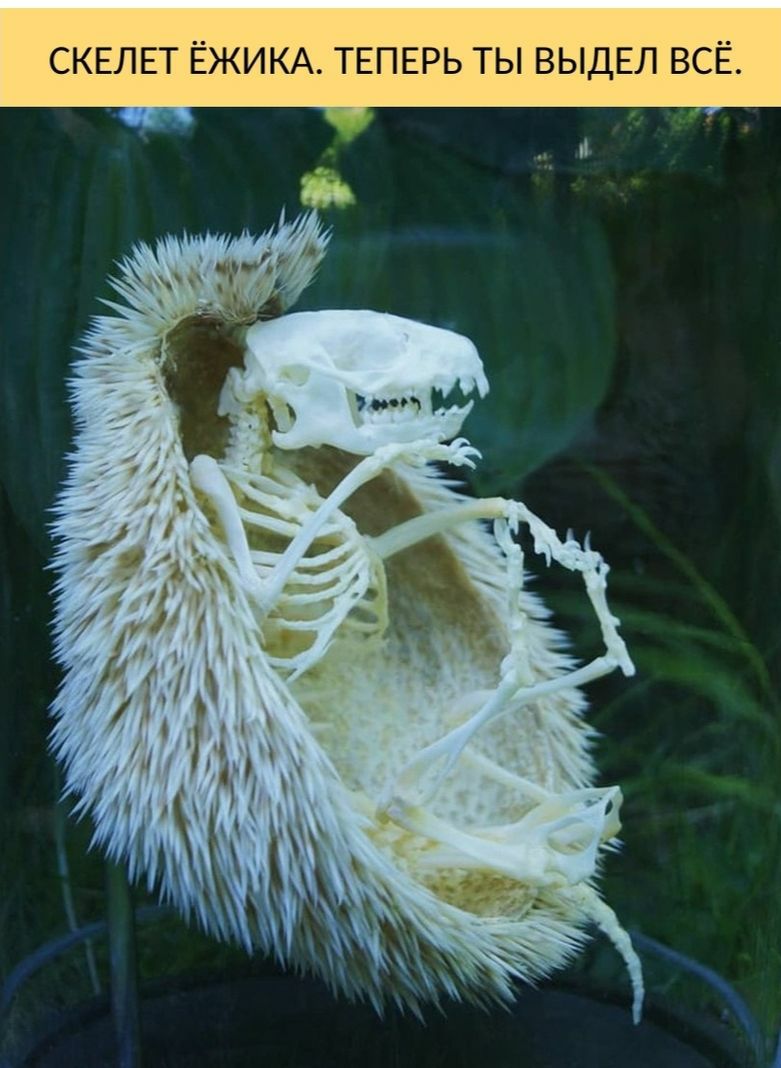 Е С В Л Е Щ Ь В Ы Т Ь Р гг П Е Т А К И Ж Е Т Е Л Е К С