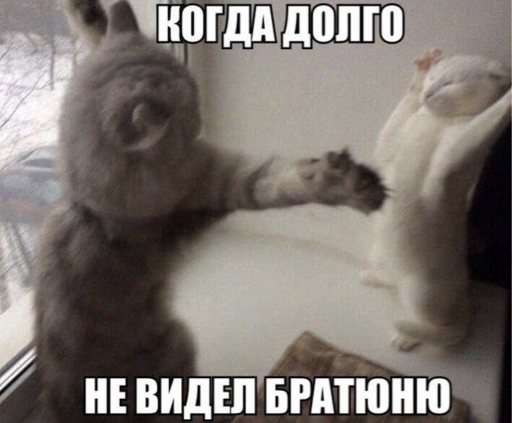 НЕ ВИДЕЛ БРАЁТЁПНЮ