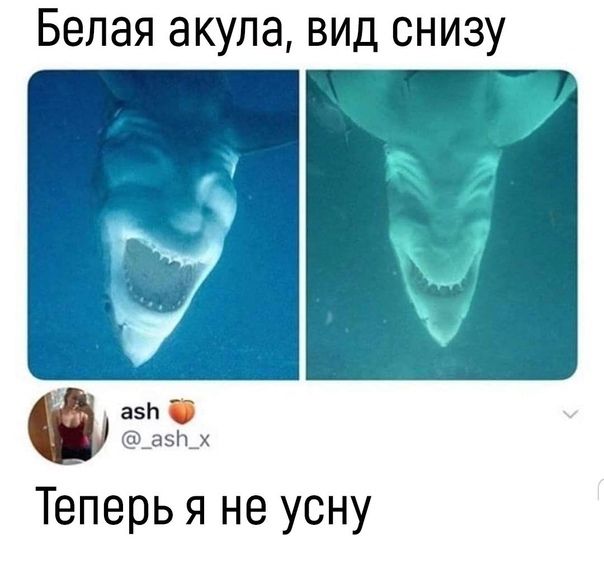Белая акула вид снизу Р 35 У Теперь я Не У0ну