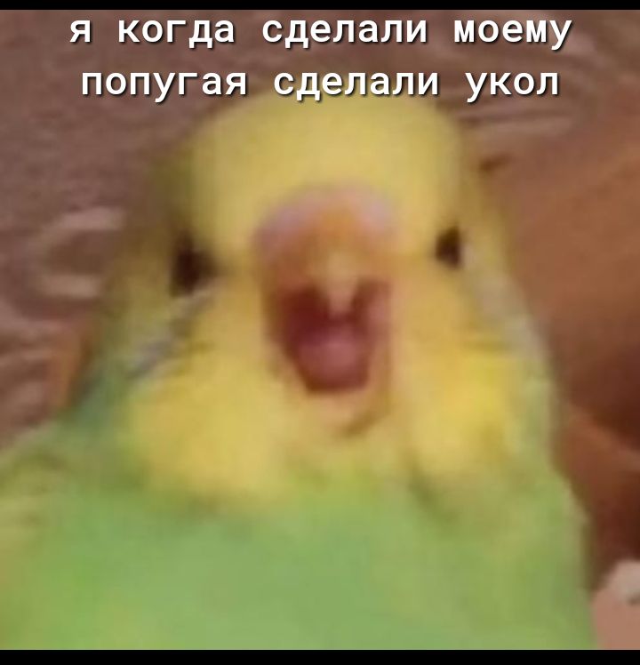 Я когда сделали моему попугая сделали УКОЛ