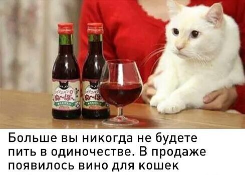 Больше вы никогда не будете пить в одиночестве В продаже появилось вино для кошек