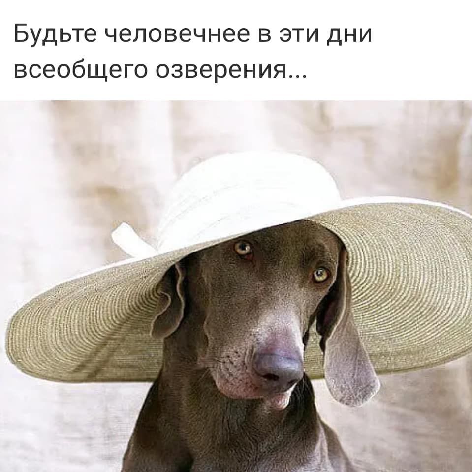 Будьте человечнее В ЭТИ ДНИ ВСЭОбЩЭГО озверения