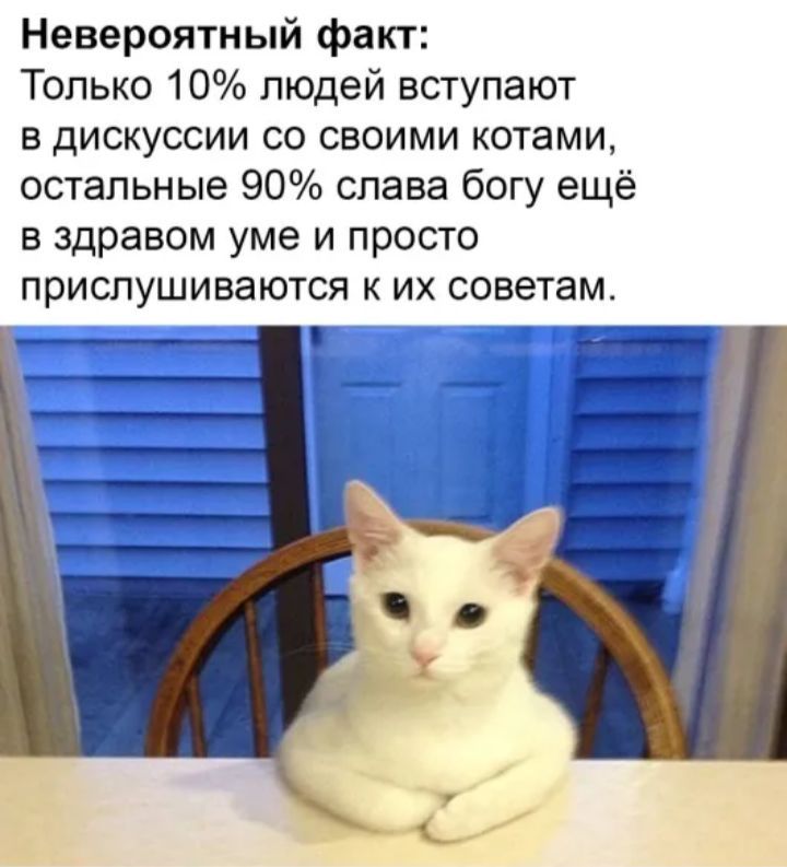 Невероятный факт Только 10 людей вступают в дискуссии со своими котами остальные 90 слава богу ещё в здравом уме и просто прислушиваются к их советам